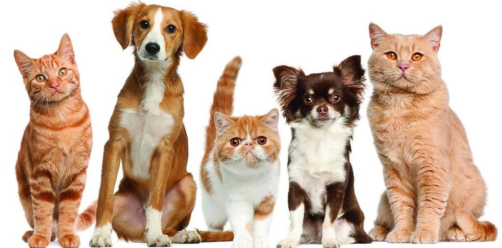 Доска объявлений о животных | ЗооТом - продажа, вязка и услуги для животных в Перевозе