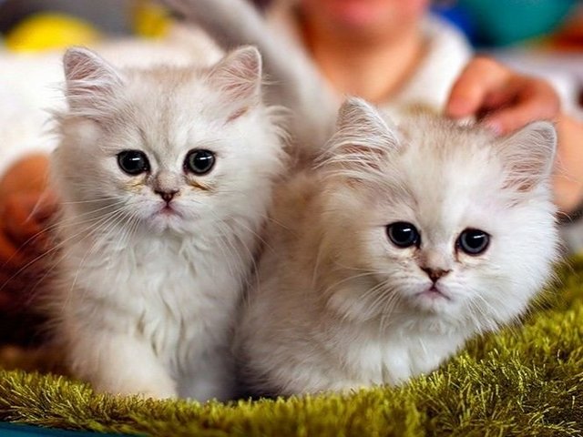 Породы кошек в Перевозе | ЗооТом портал о животных