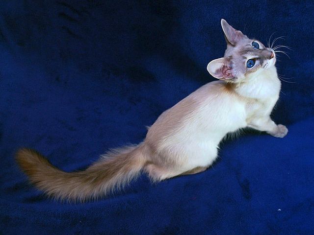 Выведенные породы кошек в Перевозе | ЗооТом портал о животных
