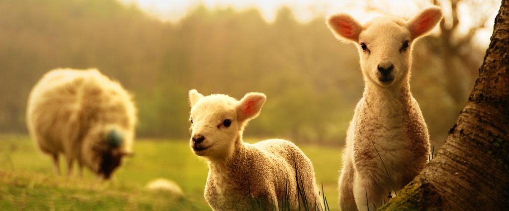 Объявления о сельскохозяйственных животных | ЗооТом - продажа, вязка и услуги для животных в Перевозе