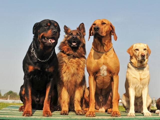 Крупные породы собак в Перевозе | ЗооТом портал о животных