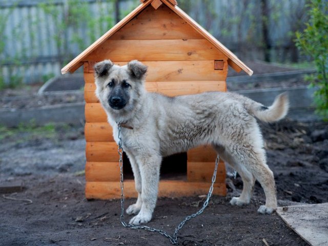 Все о собаках в Перевозе